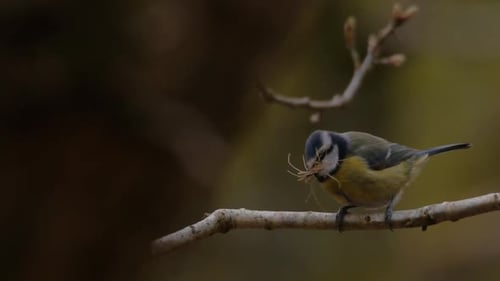 A Charming Bluetit Songbird Resting Gracefully on a Twig Amid Fresh Green Grass