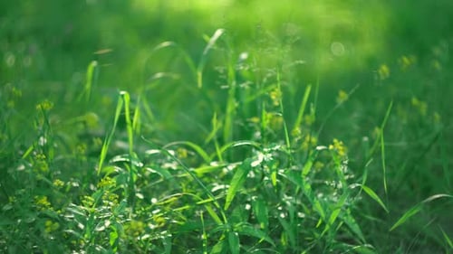Saftiges und hellgrünes Gras im Sonnenlicht Nahaufnahme grüner Rasenhintergrund Die Textur von neuem Gras