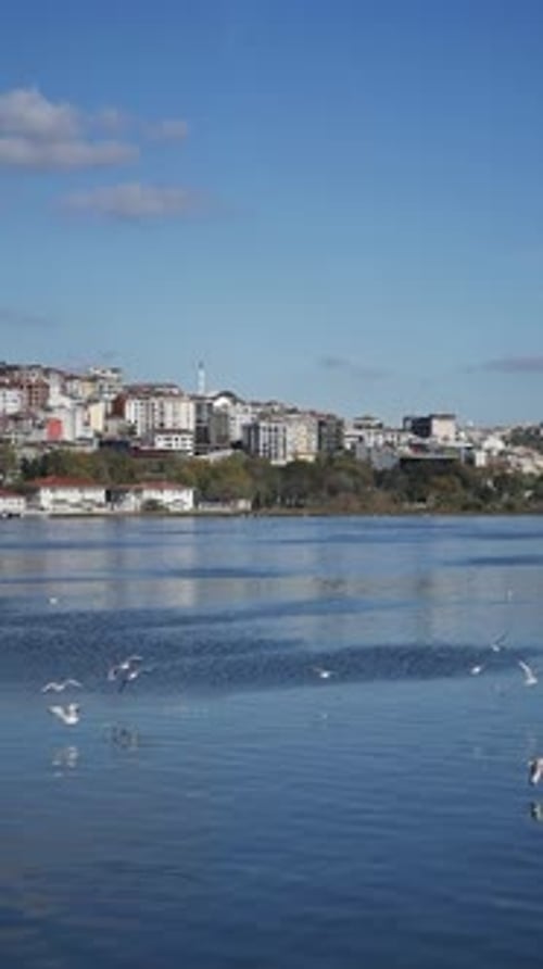 Seagulls Flying in Blue Sky on a Sunny Summer Day in Istanbul