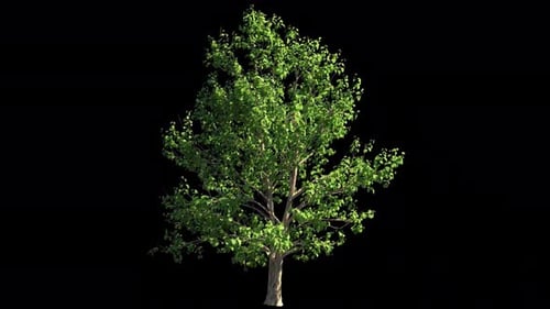 Árbol animado en Alpha 1