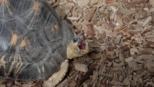 Tortue rayonnée en danger critique d'extinction sur un sol en copeaux de bois à l'intérieur, gros plan, bouche ouverte