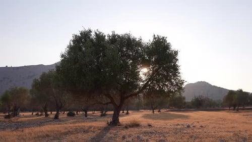 Olive Tree 28