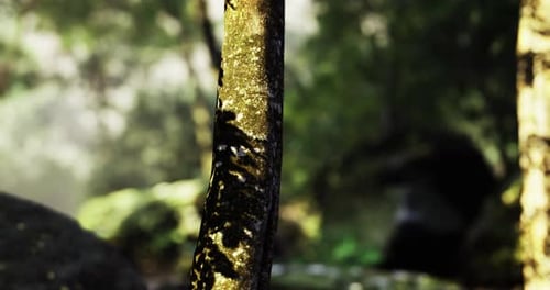Exploring a Tranquil Forest with Sunlight Filtering Through Trees