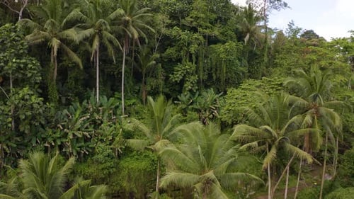 Flyover above Jungle in Ubud, Bali Indonesia. Capture beautiful nature with pals and green grass exo