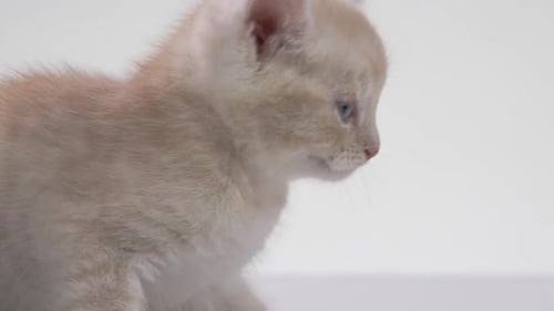 Cute Kitten Meowing Close Up