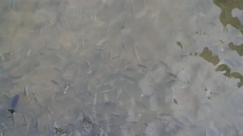 Vertikales Video — Jemand füttert Fische in einem Fluss mit Brot.