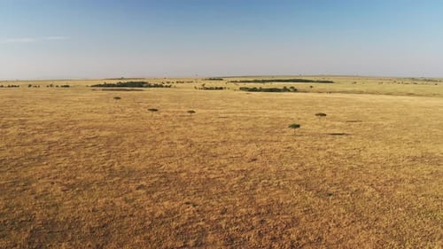 Fotografía aérea con Zumbido de Masai Mara, paisaje africano de sabanas, llanuras y pastizales, Acacia Tr