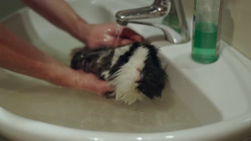 Little Guinea Pig Swimming in Bathroom Sink While Getting Bathed