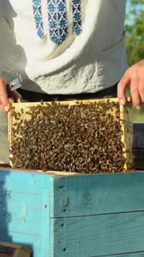 Beekeeper Inspecting Honeycomb Frame Full of Bees