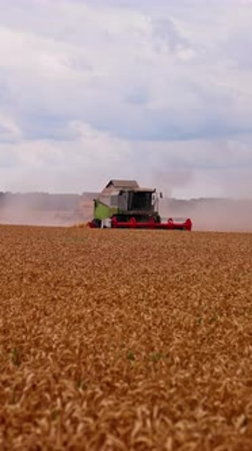 Agricultural combine harvesting wheat. View of the combine harvester on wheat fields. Vertical video