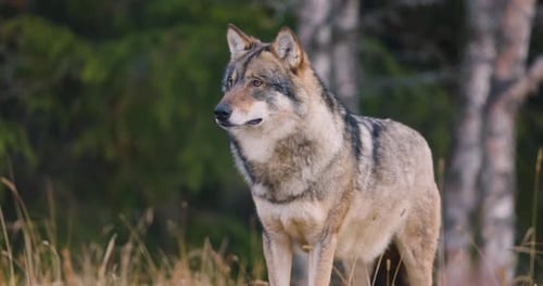 Large Male Grey Wolf Looking for Prey in the Forest