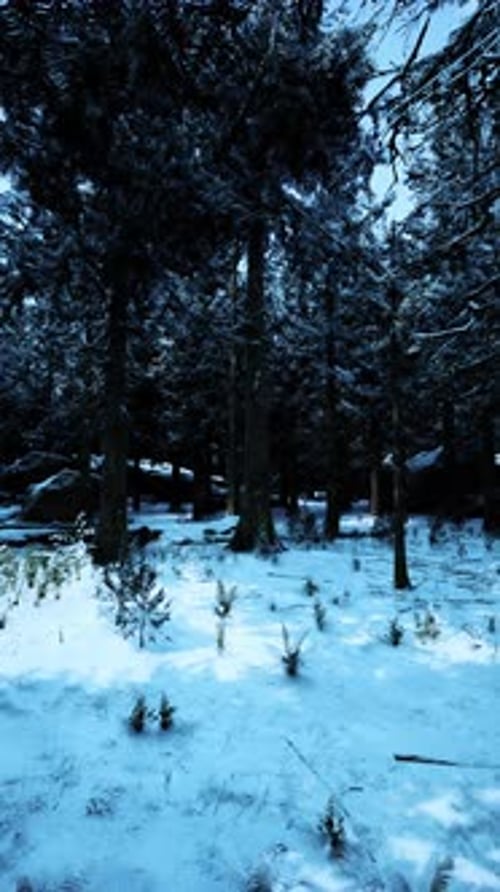 Serene Winter Forest Landscape Under Fresh Snow During Bright Daylight
