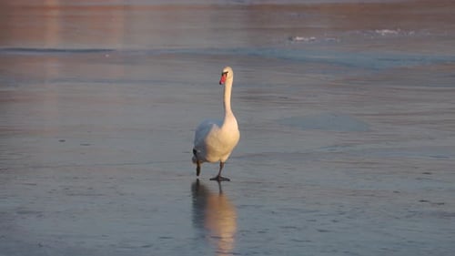 Ein anmutiger weißer Schwan läuft auf einem gefrorenen See, dessen Spiegelung auf der glatten Eisoberfläche sichtbar ist.