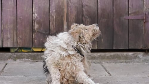 Homeless Curios Fluffy Dog Looking Around Dog Scratching Neck with Paw