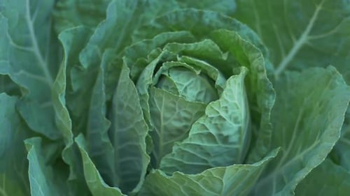 Fresh cabbage