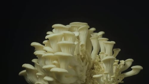 White Oyster Mushrooms Growing in Time Lapse