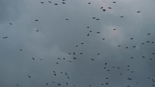 Flock of Birds Fly in Cloudy Sky