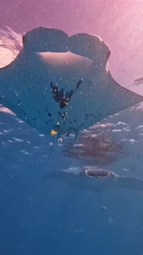 Majestic Manta Rays Swimming Gracefully Underwater