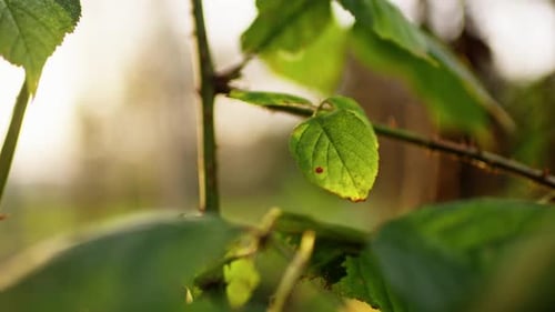 Green leafs moving in the wind, slowmotion in 4K