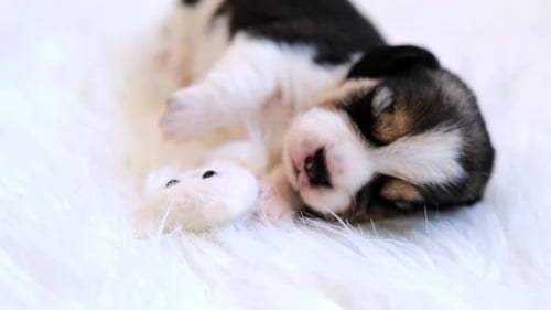 Puppy Napping Peacefully With Toy On Fluffy Blanket