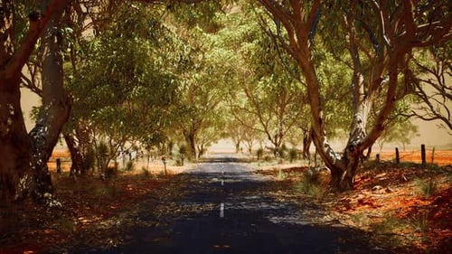 Open Road in Australia with Bush Trees
