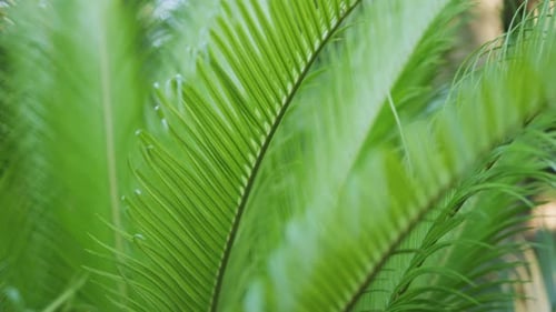 Gazing Upwards Through the Beautiful and Lush Green Palm Leaves Above Me in Natures Splendor