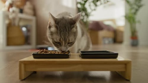 Cute Tabby Cat Eating Food from Black Bowl