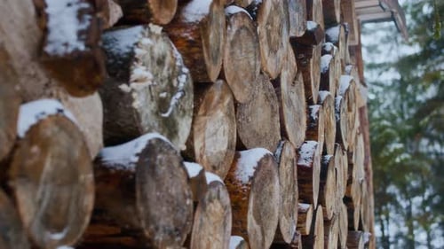 Stacked Logs in Winter Forest