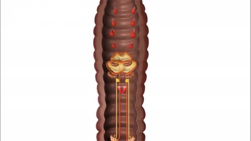 Educational diagram showing internal earthworm body anatomy structure