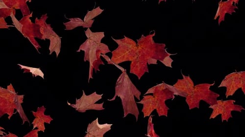 Seamless Loop of Falling Red Autumn Leaves