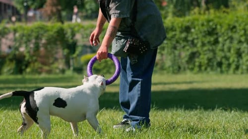 a young girl plays with a white dog of a large pit bull breed in the park with a toy the dog runs
