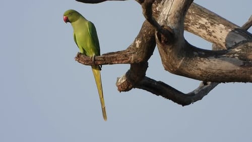 Parrot in pond area ..