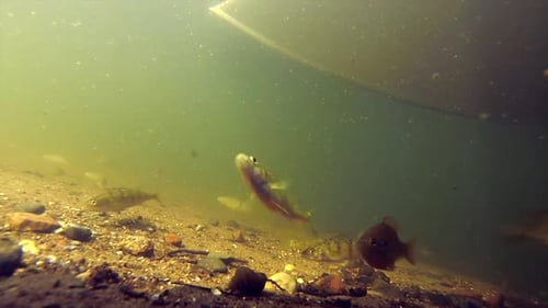 Ralentissement de la perche et du crapet arlequin avec un bateau de pêche au-dessus