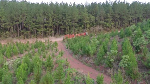 Approaching aerial movement to the dirt road curving through young tree pine plantation near tall pi