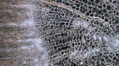 Lame de microtome à coupe transversale de racines de carottes sous microscope