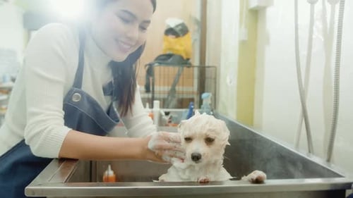 Woman Bathes Small Dog in Grooming Basin