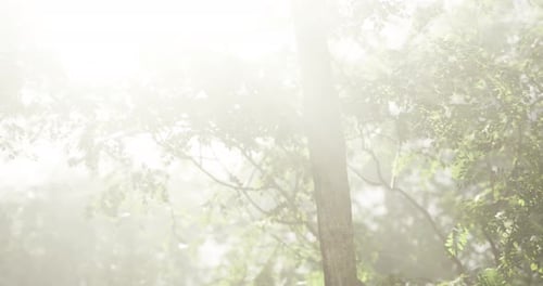 Sunlight Filters Through Trees in a Misty Forest Landscape During Morning Hours