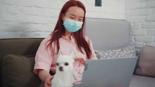 Asian Girl in Face Mask Working By Laptop Hugging and Stroking Cute Little Chihuahua on Sofa in