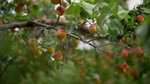 Apricots Ripening on Tree Branches in Orchard
