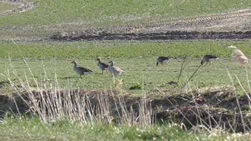 on a meadow many pairs of geese run in search of food