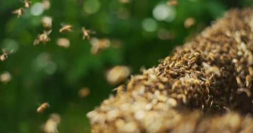Close Shot of Bees Flying Into Hive