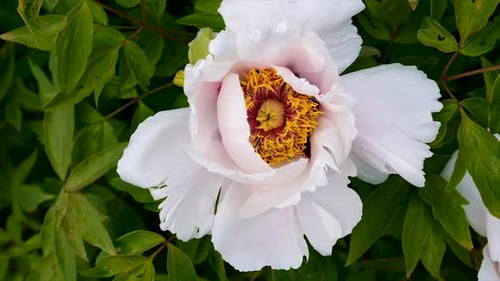 White Flower Close Up Aerial View