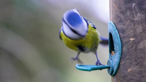 4K-Zeitlupenaufnahme von Vögel, die auf einem Vogelhäuschen landen und Samen aus nächster Nähe fressen.