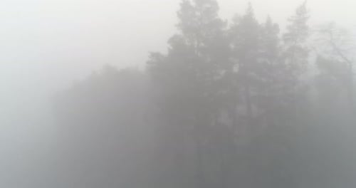 Early Morning Mist Forest Drone View Foggy Trees
