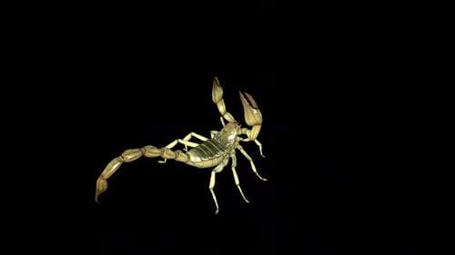 Realistic 3D Scorpion Walking Animation