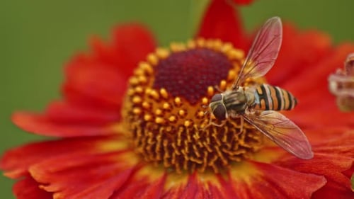 Hover fly mimics a bee and collecting Nectar On Red Zinnia Flower - close up