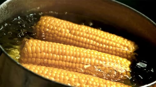 Boiling Yellow Corn Ears in Metal Pot