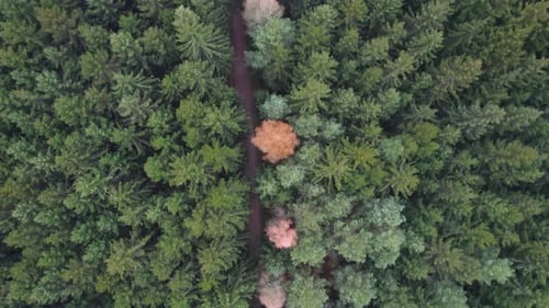 View down from a drone of a path through yellow and green trees in autumn