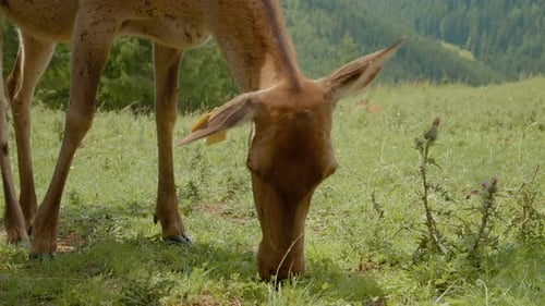 Wild deer grazes on grass in tranquil mountain setting surrounded by greenery