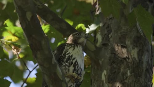 Hawk in a tree. Closeup. 25 sec/24 fps. 40% speed. Clip 3